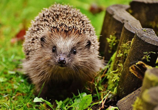 Adorable Hedgehog Paint by Diamonds