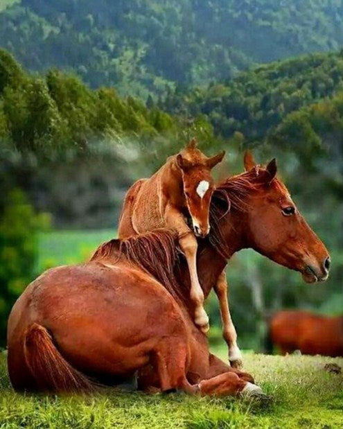 Baby Horse with Mare Paint by Diamonds
