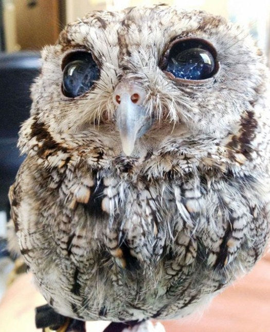 Blind Owl with Starry Eyes Paint by Diamonds