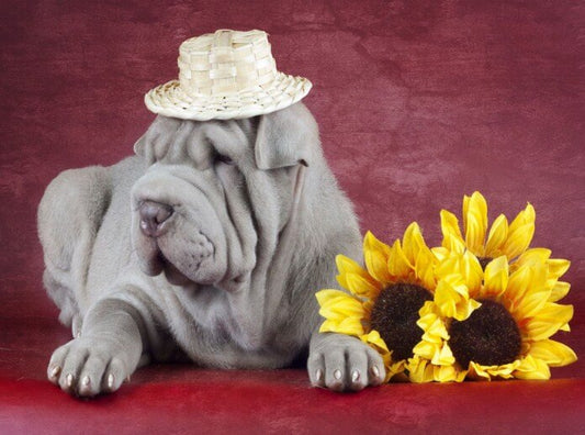 Bulldog Paint by Diamonds