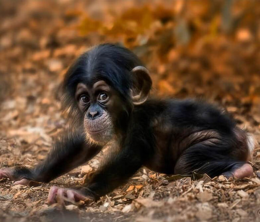 Monkey Diamond Painting Kit