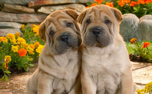 Shar Pei Dog DIY Painting Kit