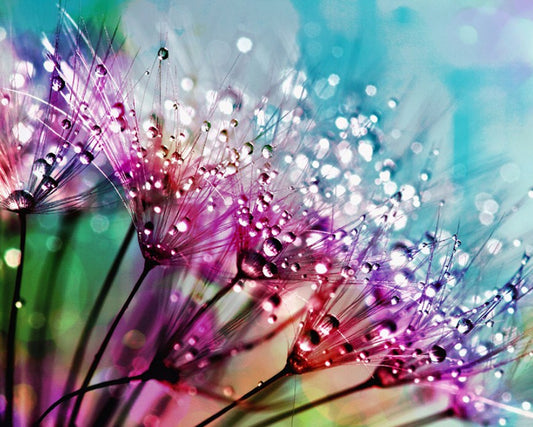 Dandelion Seeds with Water Drops Diamond Painting