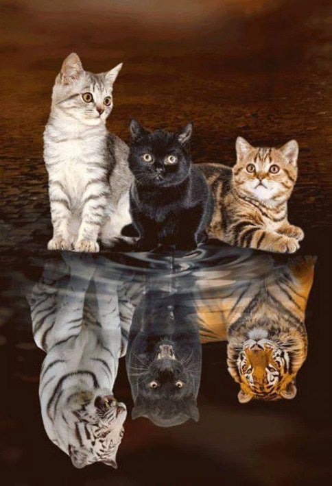 Little Cats Dreaming Big Paint by Diamonds